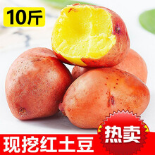 云南红皮小土豆新鲜应季蔬菜10斤马铃薯农黄心5斤 10斤混装小土豆