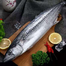 鲜源澜湾 青岛大鲅鱼5-20斤大鲅鱼马鲛鱼新鲜海鲜水产冷冻1条礼品伴手礼 更大规格联系客服