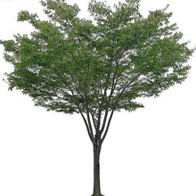 萌肉居 榉树苗绿化苗木庭院室外工程园林榉树大树苗风景树苗大型榉树小苗 地径20cm1棵