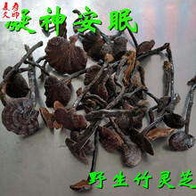 康中尊 竹灵芝整枝野生灵芝长脚灵芝紫芝泡酒料煮茶煲汤煎服500g切片打粉