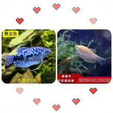 【京选推荐】热带鱼曼龙鱼接吻鱼情侣黄蓝曼龙鱼红丽丽虎皮彩群鱼迷你鹦鹉卵生 曼龙5-7cm蓝黄2条送1条备损