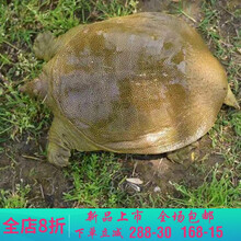 【冷藏发货】大甲鱼活体黄沙鳖生态王八水产中华鳖鳖苗鲜活团 莫尔加德 2.5斤生态老鳖【精品】