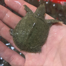 外塘生态大甲鱼活体鲜活食用小中华鳖苗批发王八团鱼 10只甲鱼苗(公母对半)加饲料