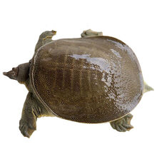 甲鱼活体团鱼生鲜水产龟王八散养 3斤(实发1.3-3斤)