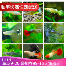 鱼官儿 孔雀鱼活体小型热带观赏鱼淡水鱼鱼缸造景凤尾鱼 孔雀鱼母鱼1条（3cm左右，随机品种，不指定）