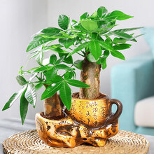 发财树盆栽植物室内客厅好养办公室水培绿植小盆景小盆栽花卉 2颗发财树【茶壶】 含盆
