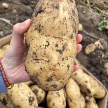 【比买菜便宜】新鲜大土豆马铃薯现挖现发黄心土豆5/10斤批发 精选5斤特大果【超值家庭装】