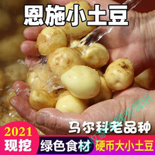 恩施新鲜小土豆 农家蔬菜富硒洋芋高山马铃薯批发黄心迷你马尔科 小土豆(迷你) 净重9.3斤