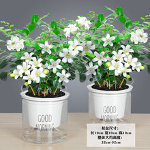 九里香盆栽盆景老桩浓香四季植物七里香树苗室内好养花卉驱蚊绿植 [两盆装 当年开花]透明Pvc懒人盆 九里香 带盆栽好