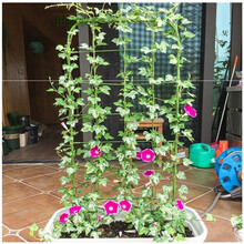 汇奥 牵牛花架造型爬铁植物支架牵牛花可攀爬阳台花屏架子园艺工具网格花架 宽13*高60cm-2个-P77 中等