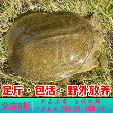 【冷藏发货】生态放养青黄背甲鱼鲜活鳖生长活体外塘王八批发 莫尔加德 青黄-公甲鱼【肉多肉精】 生态野养【1-1.3斤】养殖