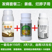 奥力克青枯立克溃腐灵靓果安大蒜油沃丰素果树蔬菜青枯根腐流胶腐烂枯黄萎蔓枯姜瘟茎基腐病农药杀菌剂 姜瘟初期套餐