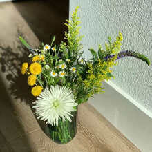 轻奢涞思芊小雏菊鲜花束水养洋甘菊麦干菊鲜切花干花插花办公室客厅家居摆设 小雏菊随机配草5支
