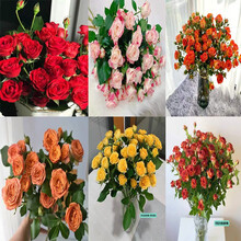 云醉花 云南昆明鲜花基地直发真花多头玫瑰泡泡鲜花速递 随机颜色 8+2枝防损