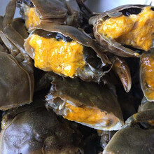 【活蟹】六月黄鲜活全母公小螃蟹大闸蟹海鲜水产蟹类 普米加罗 二元蟹25加5只共30只