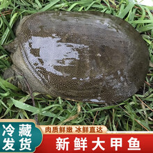 【冷藏发货】鲜活甲鱼 包活送达 公甲鱼活体王八中华老鳖 米金船卡 3斤公甲鱼