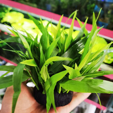 美人雾 坨草陀草真水草活体坨草 鱼缸水草泥 活水草 小鱼缸造景 南美青竹坨草 1坨