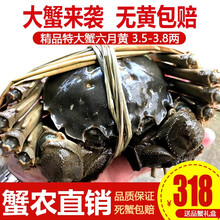 【活蟹】阳澄小斌大闸蟹 现货鲜活特大螃蟹 实物公蟹可全母蟹活蟹 海鲜水产生鲜礼盒装 精品六月黄大闸蟹3.5-3.8两 八只礼盒装