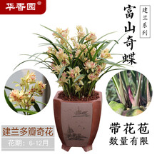 华香园绿植花卉 兰花苗 浓香四季建兰  【富山奇蝶】 办公室内盆栽景耐阴植物菖蒲不带花苞 富山奇蝶 1棵5苗 带花苞 裸根发货