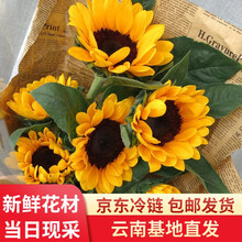 花集配 向日葵3支 云南昆明鲜花速递花卉花材批发每周一花水养鲜切花七夕情人节礼物送女朋友闺蜜探望病人