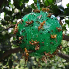 诱蝇球柑橘大实蝇果树粘虫球果园瓜果实蝇粘蝇球粘果蝇针蜂诱捕器 绿色8cm柑橘大实蝇/果蝇/针锋专用 100个超级划算装【送5个粘蝇球】