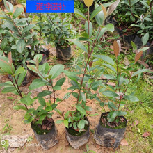 伟博正宗桃金娘树苗山捻子苗乌稔多尼小种苗盆景地栽室内阳台庭院植物 10-15高度