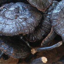 黑灵芝 黑芝 非半野生 赤灵芝 灵芝切片中药材 500g克