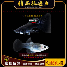 京兴宠具孔雀鱼灯科鱼冷水热带淡水清道夫锦鲤金鱼观赏鱼活体 杂袍孔雀鱼 黑玫瑰2对送1对防损共6条