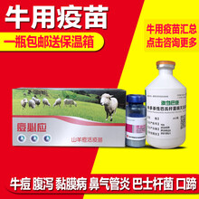 牛疫苗牛痘牛巴氏杆菌牛红鼻子病毒性腹泻黏膜病传染性鼻气管炎 西蜀农大 澳龙牛巴氏杆菌100毫升1瓶价