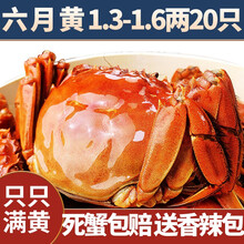 【活蟹】中阳湖大闸蟹鲜活现货 蟹 特大螃蟹  生鲜河蟹鲜活水产 产地直发 六月黄1.3-1.6两 20只