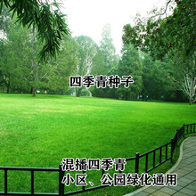 草坪种子四季青绿化护坡草籽草种四季常青狗牙根黑麦草高羊茅草籽格桑花种子百日草种子 骋妍 混播四季青草坪一斤