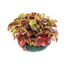 美人雾 坨草陀草真水草活体坨草 鱼缸水草泥 活水草 小鱼缸造景 红波坨草 1坨