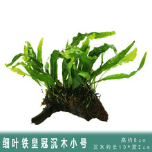 [店铺推荐]鱼缸造景水草活体淡水植物种子懒人装饰套餐水榕沉木造景阴性 细叶铁皇冠+沉木单头
