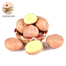【东莞道滘馆】高原土豆 高山洋芋 彝乡 小土豆 2.5kg