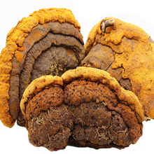 敬贤堂 桑黄 长白山桑黄灵芝 金边桑黄灵芝 桑黄500g