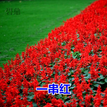 碧鼎 一串红种子花种子四季种易活串串红花卉种子室外花籽易种爆仗红园林绿化花草种子室内庭院阳台盆栽 一串红 500粒