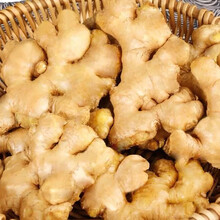山东生姜老姜母5斤新鲜大黄姜干姜块月子姜现挖现发带泥老姜土姜 5斤精选