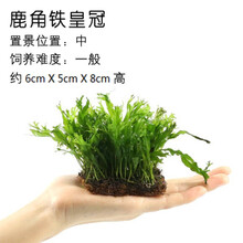 VAKADA金鱼草鱼缸好养易活的中后景活体真水草懒人淡水有茎类造景植物鱼缸造景装饰 鹿角铁皇冠