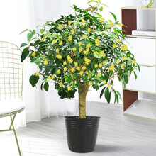 桂花树苗盆栽植物办公室内花卉四季开花好养易活的客厅绿植小盆景 精品10年半苗包开花+原生黑盆原土（高度约1米）