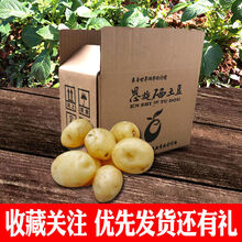 现挖恩施富硒小土豆新鲜迷你黄心农家自种洋芋马铃薯应季蔬菜批发 【精品】鸡蛋左右大小 高山小土豆5斤装