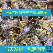 中蜂蜂王种王种良种高产蜜蜂蜂王活体产卵王双色杂交王 大力新开产王