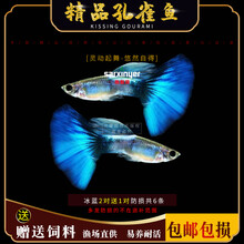 京兴宠具孔雀鱼灯科鱼冷水热带淡水清道夫锦鲤金鱼观赏鱼活体 杂袍孔雀鱼 冰蓝2对送1对防损共6条