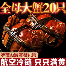 【活蟹】臻佳肴大闸蟹礼盒装 现货全母鲜活螃蟹 苏州六月黄大闸蟹超大活体生鲜 全母蟹2.3-2.6两 10只装