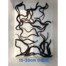 小型淡水鱼塘养殖鳗鱼苗白鳗苗白鳝鱼苗花鳝苗活体包损 15-20cm 200条