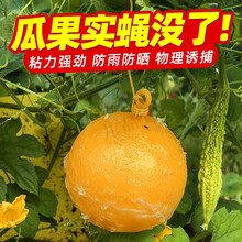 诱蝇球瓜果实蝇粘虫球捕柑橘大实蝇杀桔小实蝇针蜂沾马蜂灭贴粘果蝇诱捕器家用诱粘剂果园灭蚊虫粘蝇纸 7.7cm黄色 20个