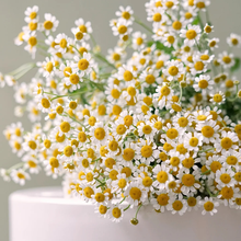 云醉花 云南昆明鲜花基地直发真花洋甘菊水养小太阳花送女友老婆闺蜜家用插花鲜花速递 洋甘菊1束