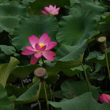 芳东 四季水养莲子种子荷花种子睡莲花卉盆栽观花水培植物种子根块室内花阳台/荷花莲子种子混色500g