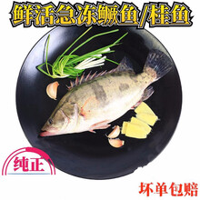 桂鱼臭鳜鱼鲜活桂花鱼淡水鱼新鲜速冻冰鲜冷链 1斤/条