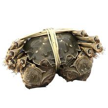 现货直发全母公母蟹新鲜大闸蟹鲜活螃蟹特大 礼盒六月黄 罗菲迪新 【净重2.3-2.8两】5公5母