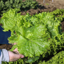 寿禾 玻璃生菜种子四季蔬菜种籽山东寿光青菜菜籽盆栽种孑  玻璃生菜种子10克/袋